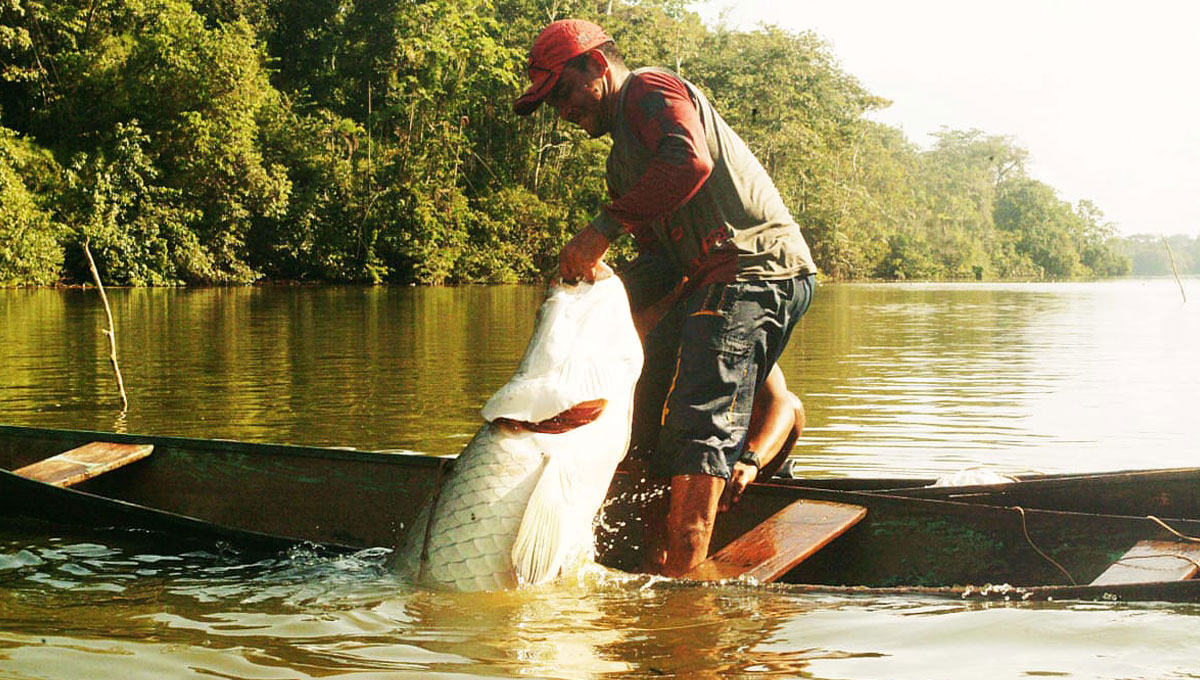Norma federal muda regras para pesca e comércio do pirarucu no Brasil