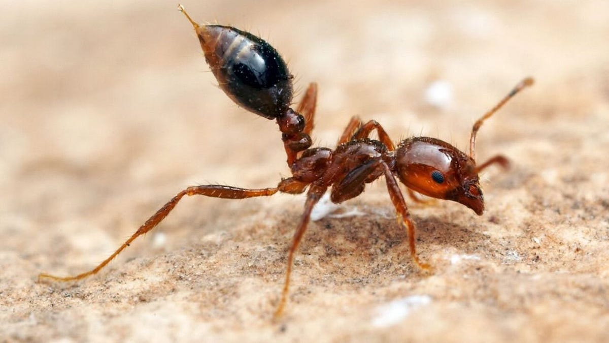 Urbanização descontrolada abre caminho para expansão silenciosa de formigas-de-fogo no Brasil
