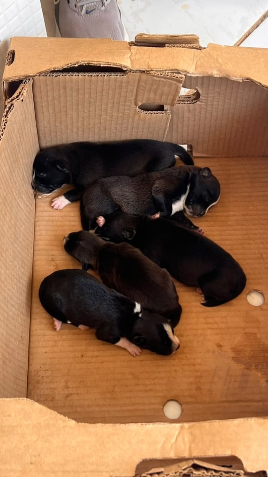 ABANDONO DE ANIMAIS - Seis filhotes são deixados em caixa em Porto Velho