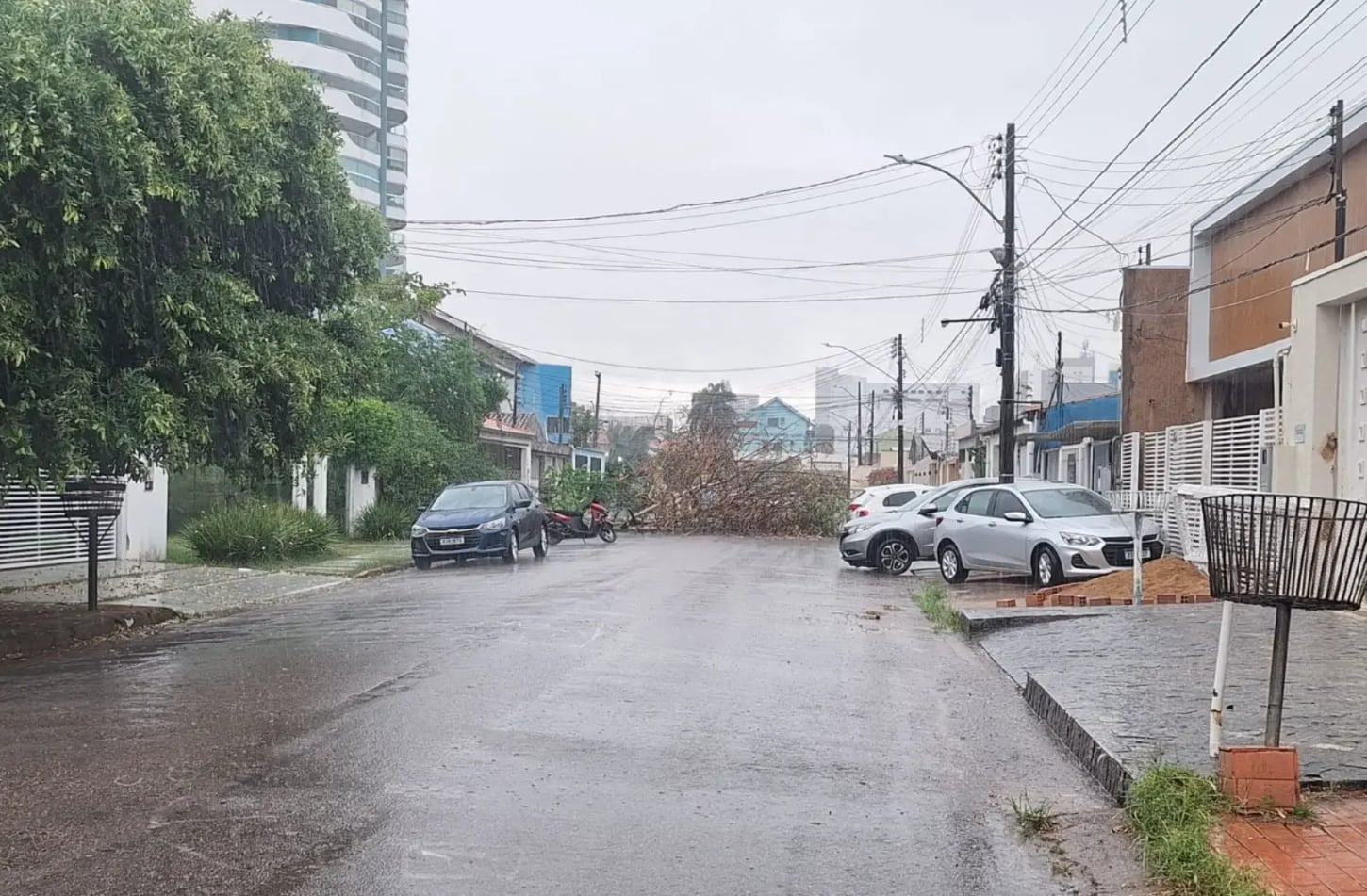 Chuva aumenta o risco de quedas de árvores em Porto Velho