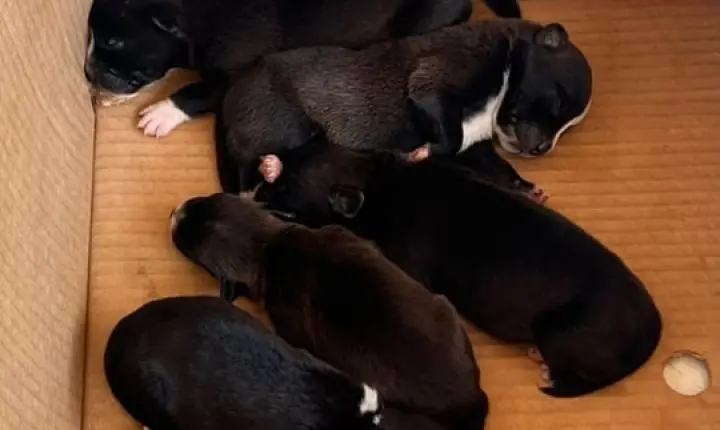 ABANDONO DE ANIMAIS - Seis filhotes são deixados em caixa em Porto Velho