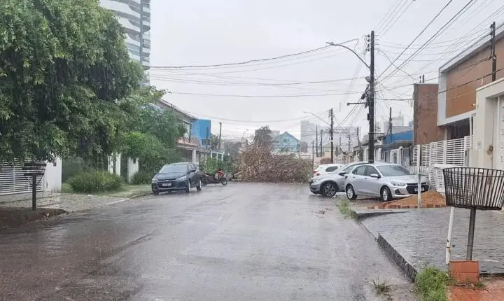 Chuva aumenta o risco de quedas de árvores em Porto Velho
