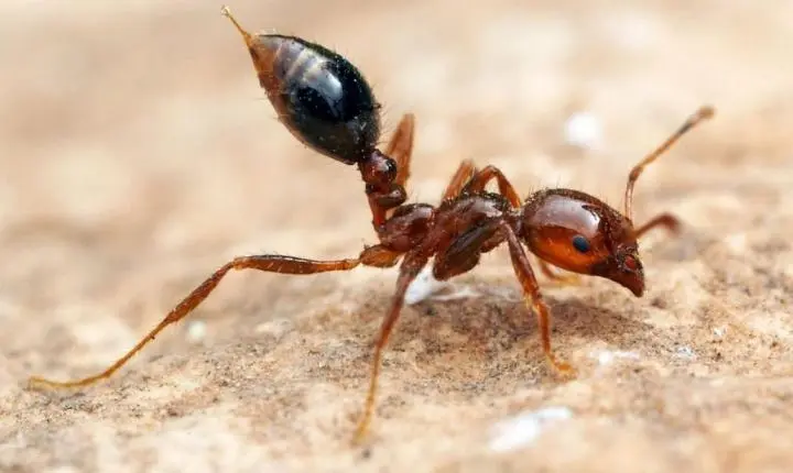 Urbanização descontrolada abre caminho para expansão silenciosa de formigas-de-fogo no Brasil